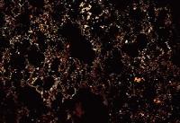 Picture for song 'Charcoal' by artist 'Wood'