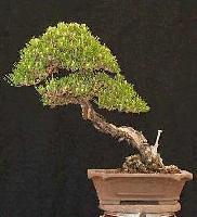 Picture for song 'Cleopatra's Faun' by artist 'Wood'