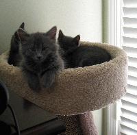 Picture for song 'Luv My Babies' by artist 'WRD 2004 50 Song Challenge'