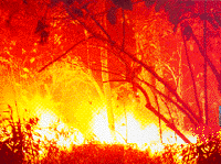 Picture for song 'Fire Storm' by artist 'wyldechild71'