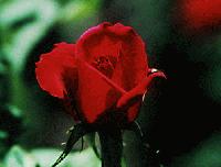 Picture for song 'Goddamn Roses' by artist 'WyLdKaRdZ'