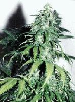 Picture for song 'XdOuT MoST WaNTeD' by artist 'XdOuT'