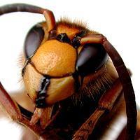 Picture for song 'Wasp Catcher' by artist 'Xeno Minded'