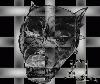 Picture for song 'XL_-_Herrie' by artist 'XL (Holland)'