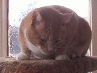 Picture for song 'Trible Calling' by artist 'XxXstaaplineXxX'