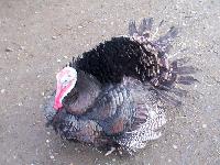 Picture for song 'Wake Up' by artist 'XxXstaaplineXxX'