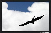 Picture for song 'Wings' by artist 'Xylin'