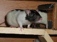 Picture for song 'A Happy Song (Elsa Cover)' by artist 'yonder'