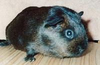 Picture for song 'The Island Where Stories Were Burned' by artist 'Your Parasitic Image'