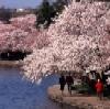Picture for song 'Sakura (The Cherry Blossom)' by artist 'Youth In Asia8888'