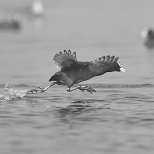 Picture for song 'TENGO PRISA Fastflow Bouncy Hip Hop guitar beat' by artist 'Zalfprod'