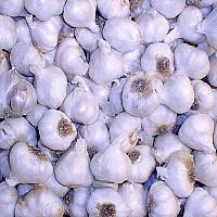 Picture for song 'Extra Garlic' by artist 'Zong of the Week'