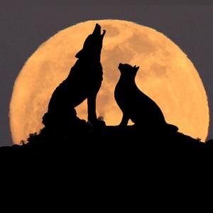 Picture for song 'The Cat, the Moon, and the Coyote' by artist 'Cam7Song'