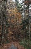 Picture for song 'The Woodsman' by artist 'Ketil Lien aka Wim'