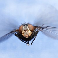 Picture for song 'Like a Fly' by artist 'Peter Kosta's Galaxy Rock Band'