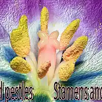 Picture for song 'Stamens and pestles' by artist 'Stereo2tape'