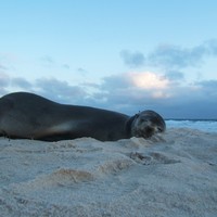 Picture for song 'One Tree Blues Part One' by artist 'tichphillips'