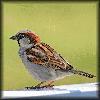 Picture for song 'Little Wing' by artist 'Verbal Supplement'