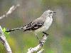 Picture for song 'Listen to the Mockingbird' by artist 'Vickie H'
