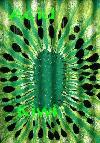 Picture for song 'Acid Kiwi' by artist 'Vital Vibes'