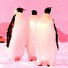 Picture for song 'The Life of Penguins' by artist 'vivandy'