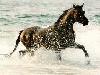 Picture for song 'Wild Horses' by artist 'Warren Main'