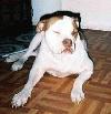 Picture for song 'Rogue Dogue' by artist 'Wimps'