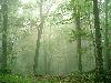 Picture for song 'Through The Mist' by artist 'World In A Bottle'