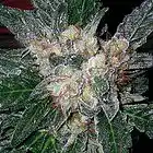 Picture for song 'REDRUM- I Get High' by artist 'Wrek-n-eyez Studios'