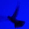 Picture for song 'x19524' by artist 'X19524'