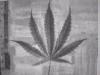 Picture for song 'Indian Hemp (Gunja)' by artist 'Z Gram Crew'