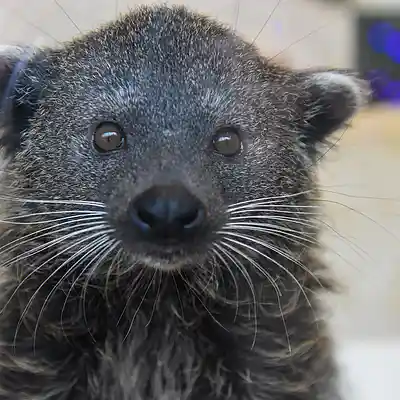 Picture for song 'Huckabees - Weather And Fashion' by artist 'Lee Harvey'