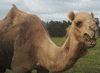Picture for song 'The Endulging Camel' by artist '1337 beats'