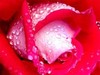 Picture for song 'Flowers' by artist 'abyss (G28)'