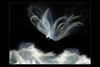 Picture for song 'Mdot Ft Shogun The Pra - 'Still Dreamin'' by artist 'Addiktz Records'