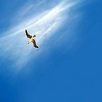 Picture for song 'AZUR' by artist 'Alexis VAN EECKHOUT'