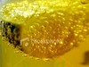 Picture for song 'Lime in the Bottle' by artist 'Angstrum'