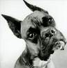 Picture for song 'Dogpoop on my Shoe' by artist 'Anthony Lee'