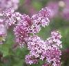 Picture for song 'When the lilacs are blooming' by artist 'Avaronald'