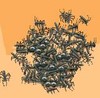 Picture for song 'Army Ants' by artist 'Barkless Dog'