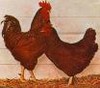 Picture for song 'LITTLE RED ROOSTER' by artist 'BARTIN'