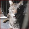 Picture for song 'Coyote On The Run' by artist 'Bill Dickson'
