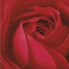 Picture for song 'Romance' by artist 'Boja'