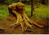 Picture for song 'Natuurwezens' by artist 'Brandt'