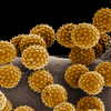 Picture for song 'A Spoonfull of Pollen' by artist 'Breakbeatpimp'