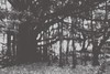 Picture for song 'Banyan' by artist 'Brian Hosford'