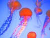 Picture for song 'Pink Petal Symphony' by artist 'Butch'