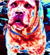 Picture for song 'Your Animals' by artist 'Butch'