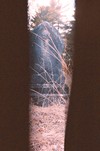 Picture for song 'Determined (you're a dracula)' by artist 'Cannabis Sativa'