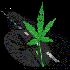Picture for song 'Wind Cries Mary (jimi cover 2001)' by artist 'Cannabis Sativa'